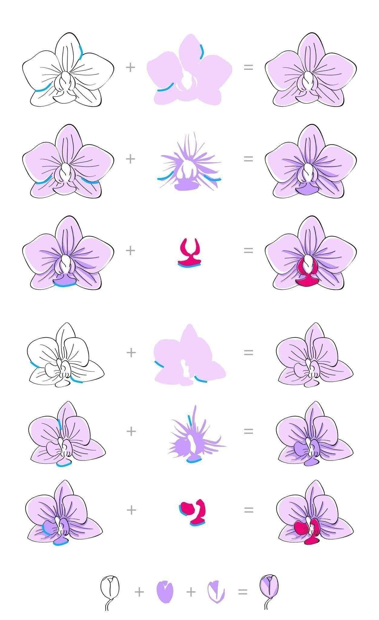 altenew-oriental-orchid-stempelset-blume-6x8-zoll image 2